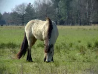 Konik [Equus caballus caballus]